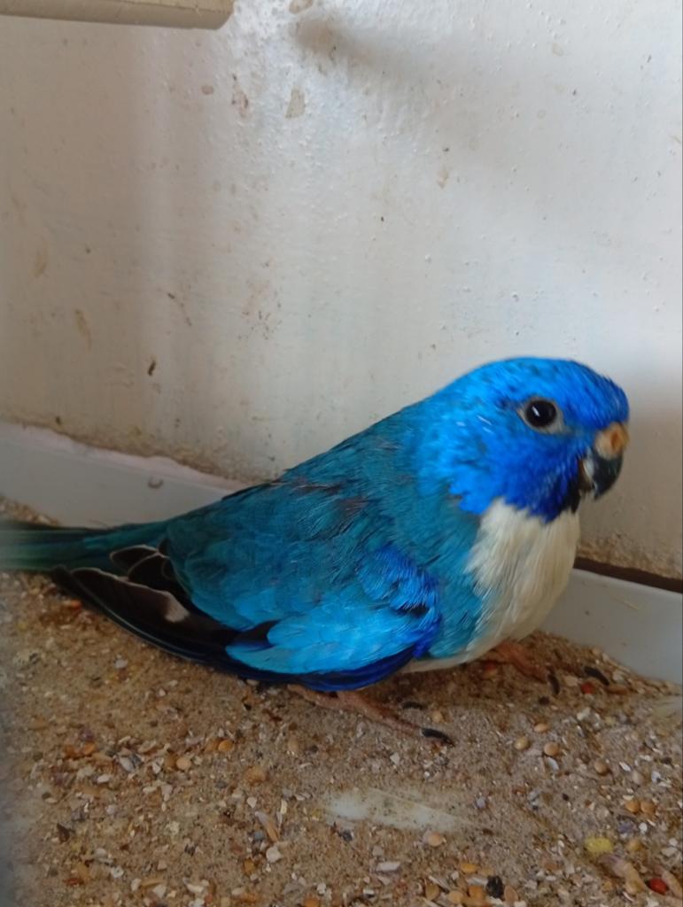 Blauw violet Splendid, Dieren en Toebehoren, Vogels | Parkieten en Papegaaien, Geringd