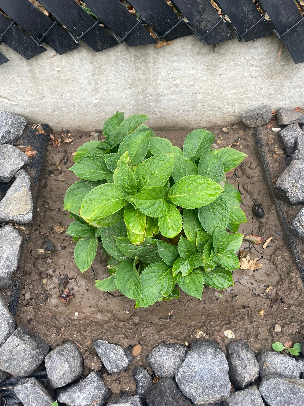 4 jonge hortensia’s, Jardin & Terrasse, Enlèvement, Été