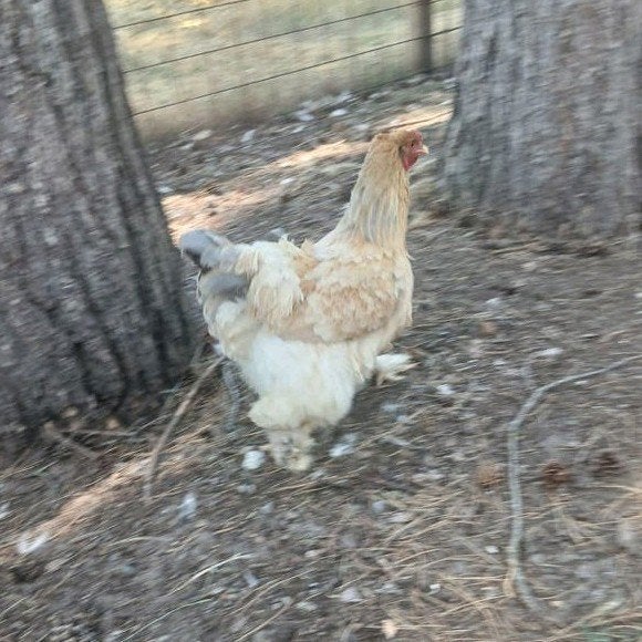 Brahma buff blauw hen 2025, Dieren en Toebehoren