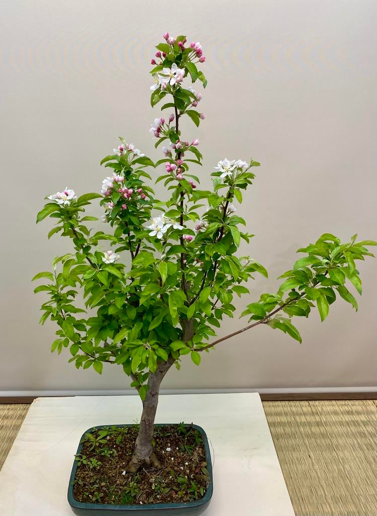 Malus bonsai, Enlèvement ou Envoi
