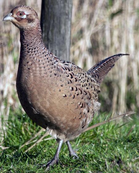 Gezocht! Bosfazant hen, Dieren en Toebehoren, Vrouwelijk, Overige soorten