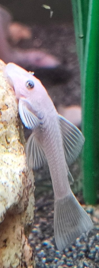 Ancistrussen snow white shortfin L144, Vis, Zoetwatervis