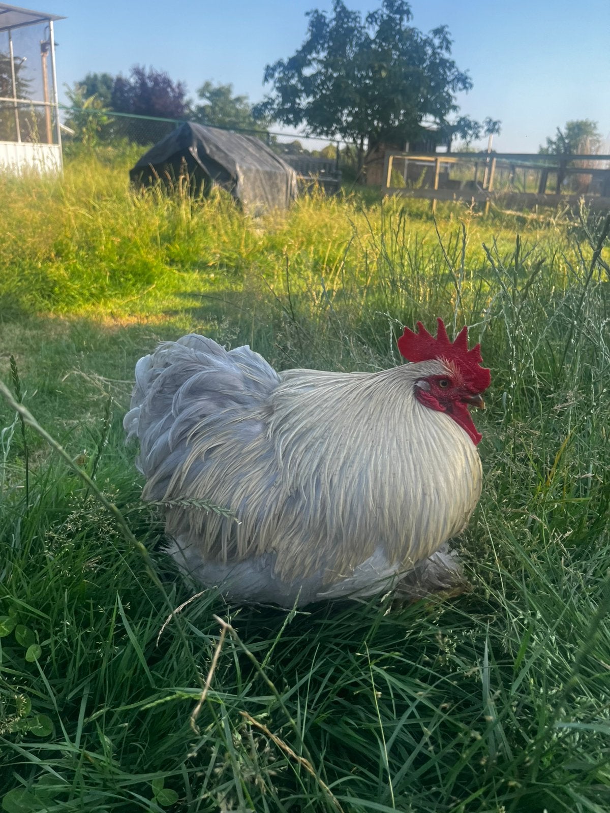 Cochin haantjes, Dieren en Toebehoren, Mannelijk, Kip
