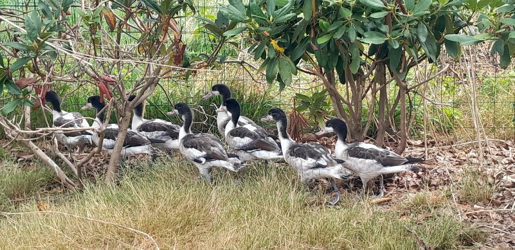 Jonge bergeenden, Animaux & Accessoires, Volatiles, Canard, Plusieurs animaux