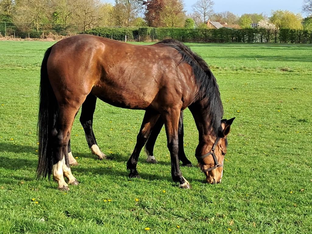 3jarige springmerrie, Dieren en Toebehoren, Merrie, Niet van toepassing, Springpaard, 3 tot 6 jaar
