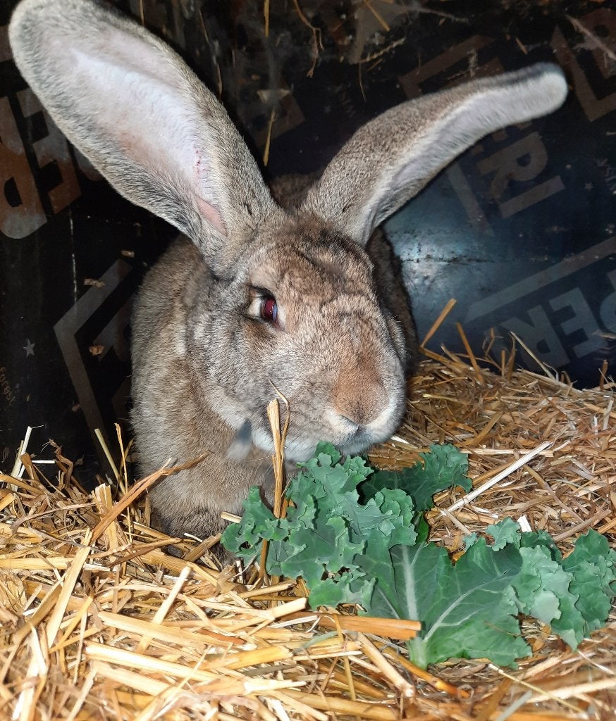vlaamse reus, Dieren en Toebehoren, Mannelijk, Groot, 0 tot 2 jaar