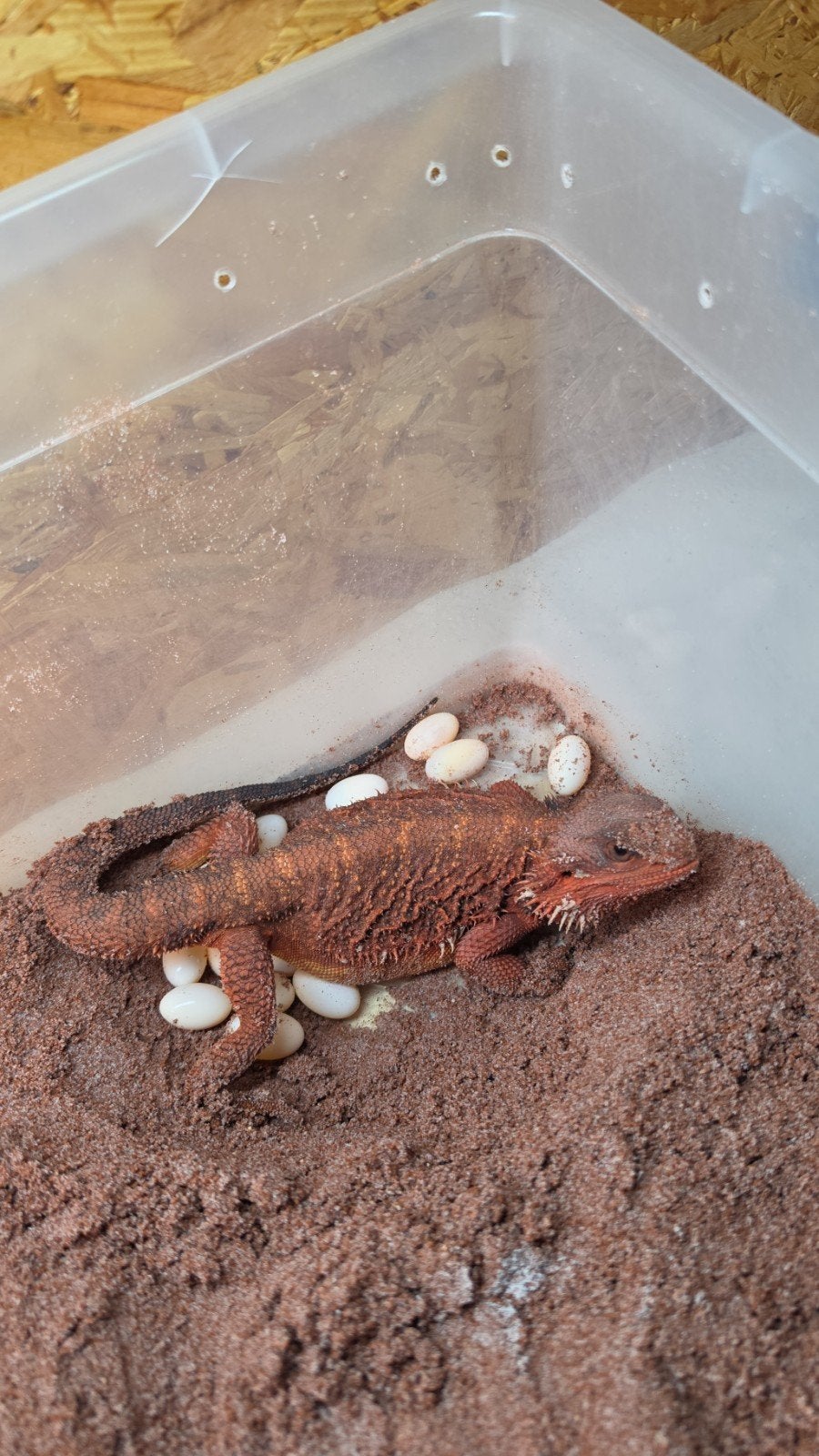 Baardagaam Dark 100% Red Monster Baby's verwacht, Hagedis, Tam, 0 tot 2 jaar