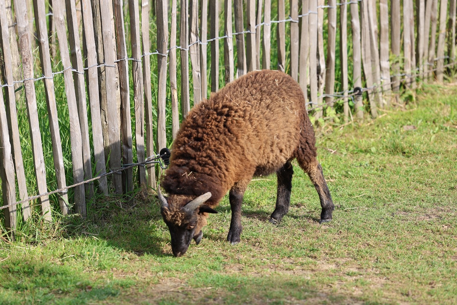 Brebis Oussant, Plusieurs animaux, Mouton, 0 à 2 ans