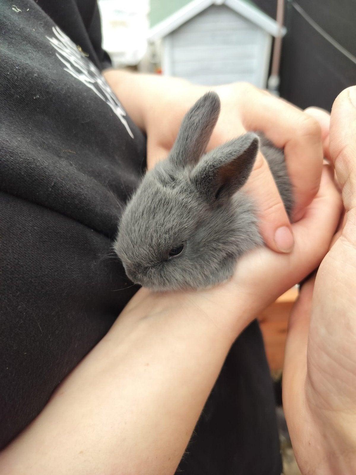 Dwergkonijn, Dieren en Toebehoren, Konijnen