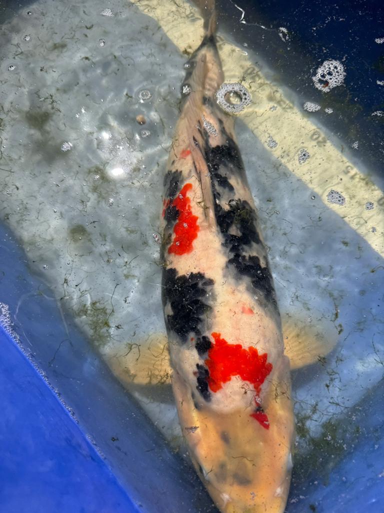 Sanke koi momotaro, Dieren en Toebehoren