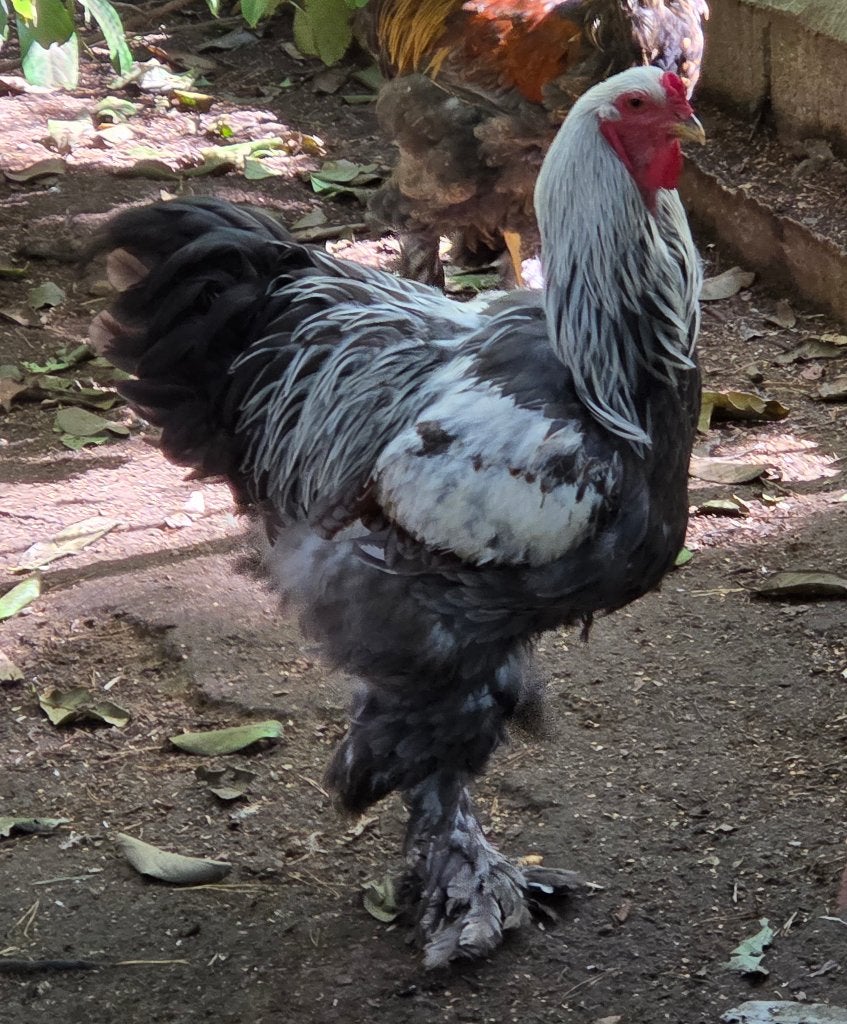 Brahma zilver/zilverblauw patrijs haantjes, Dieren en Toebehoren, Pluimvee, Mannelijk, Kip