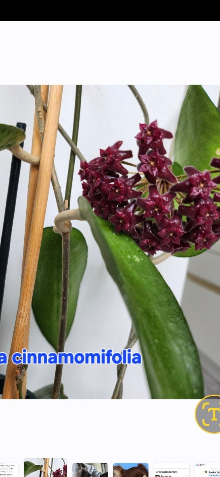 Hoya, Enlèvement ou Envoi