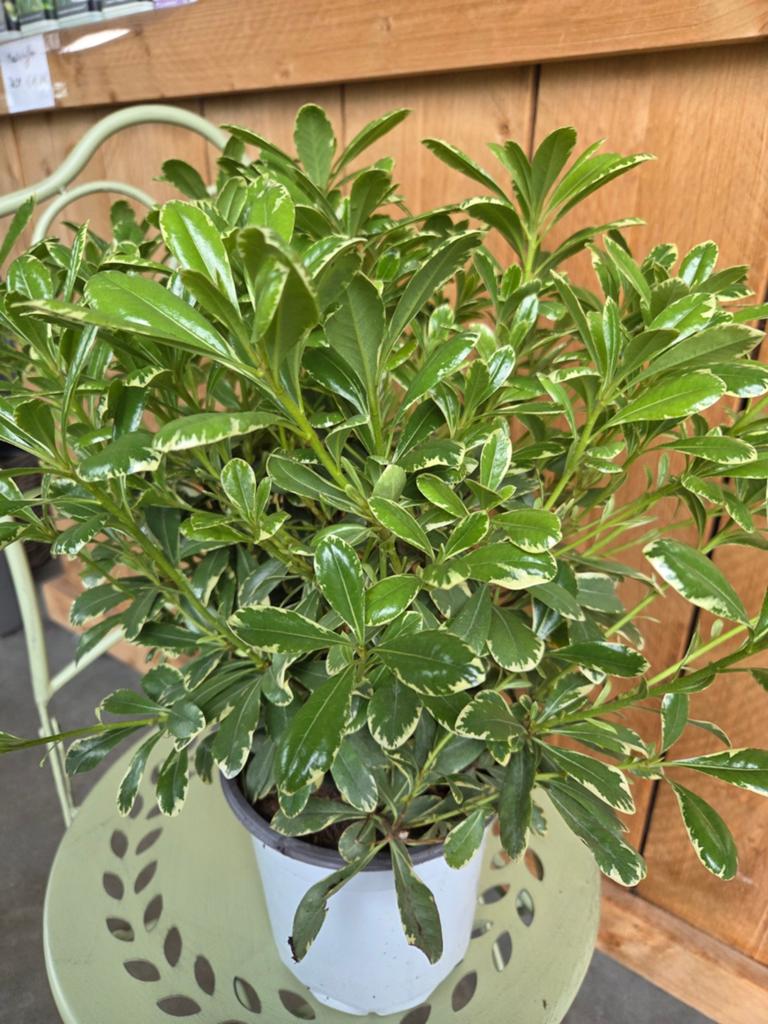 Pittosporum Tobira variegatum, Ophalen
