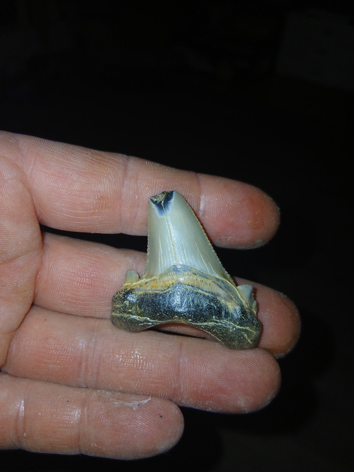 otodus auriculatus, Ophalen of Verzenden
