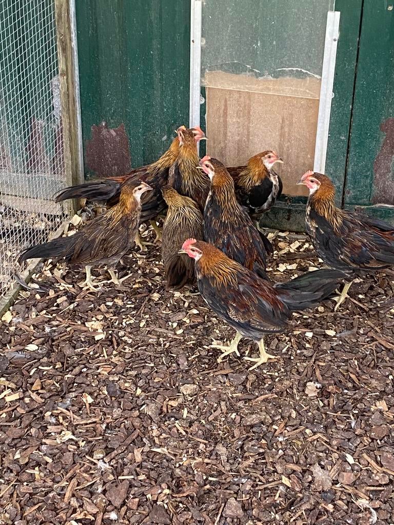 Jonge koppels Onagadori, Dieren en Toebehoren, Meerdere dieren, Kip