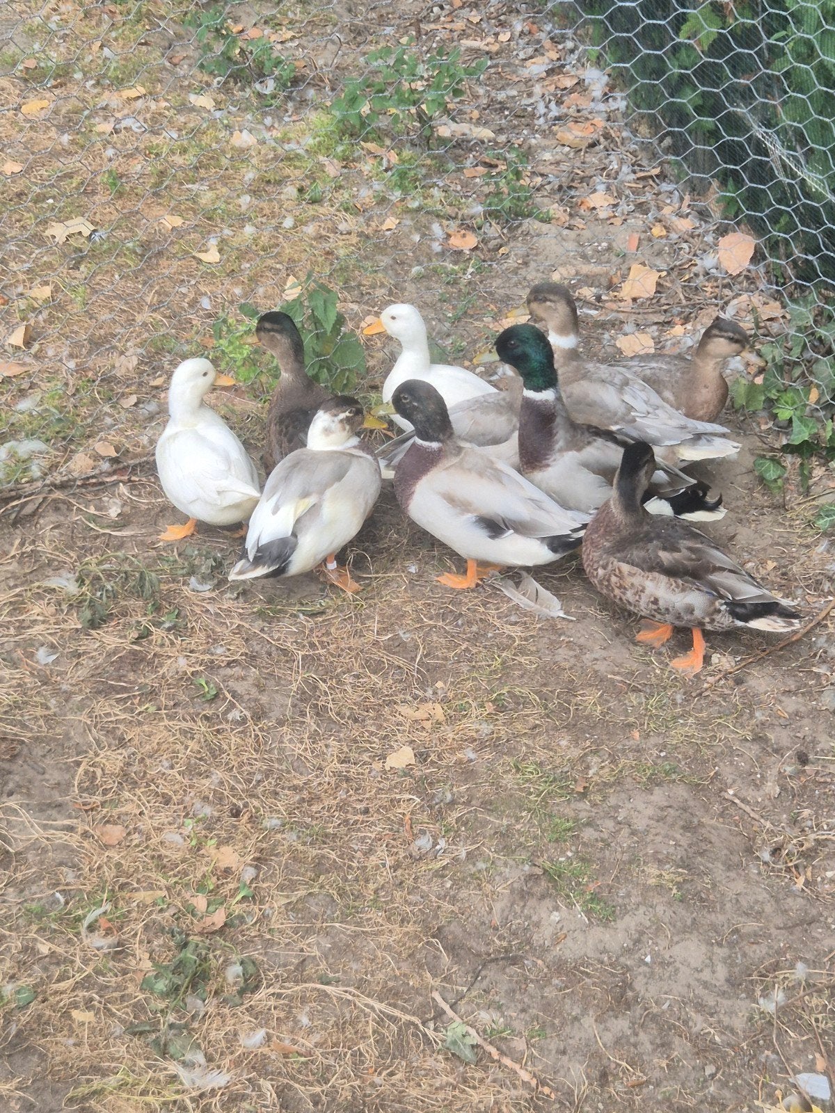 Hollandse kwakers te koop, Dieren en Toebehoren, Pluimvee