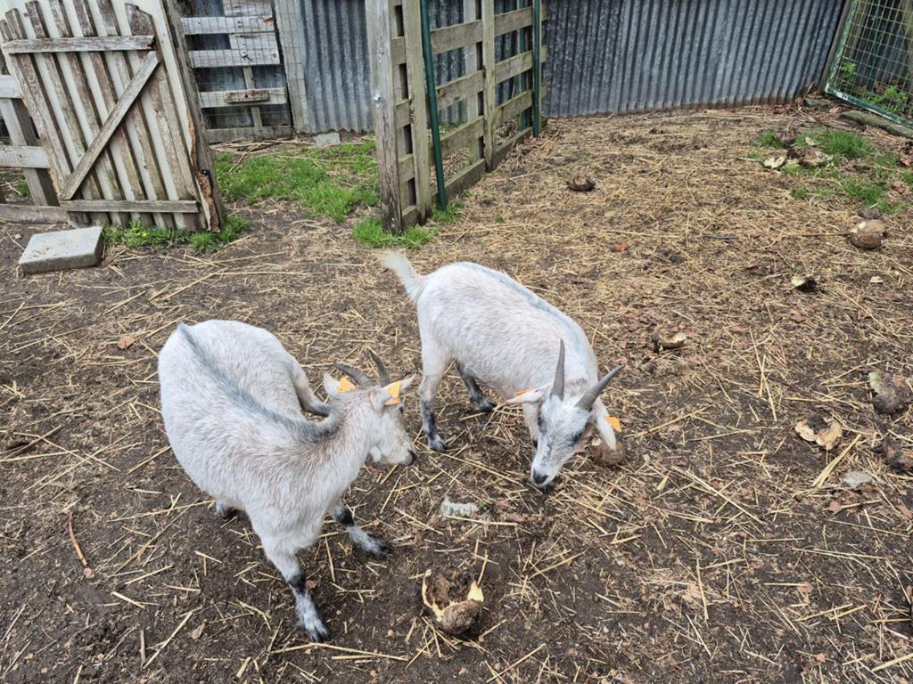 Blauw grijze miekes dwerggeiten 2jaar oud