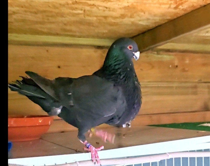 jiennense pigeons, Animaux & Accessoires