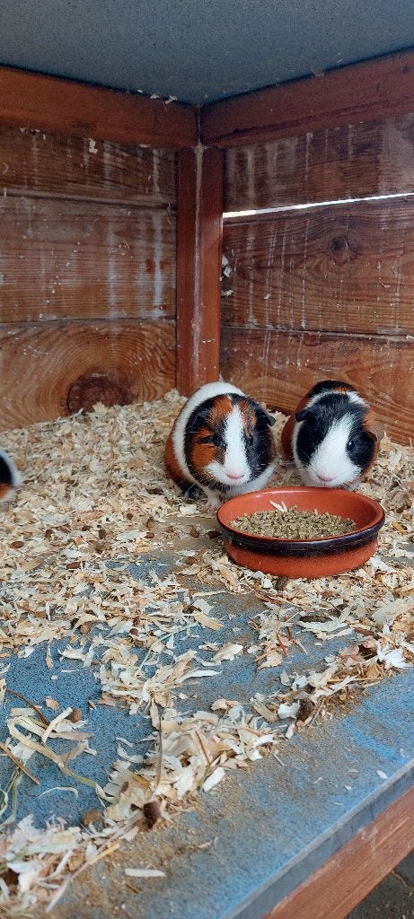 Cavia beertjes, Dieren en Toebehoren, Knaagdieren, Cavia, Mannelijk, Mei, Tam