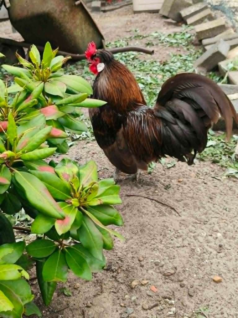 Haan, Dieren en Toebehoren, Pluimvee