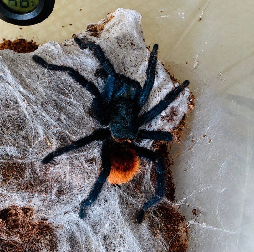 Chromatopelma cyaneopubescens (bouteille verte bleue)., Araignée ou Scorpion