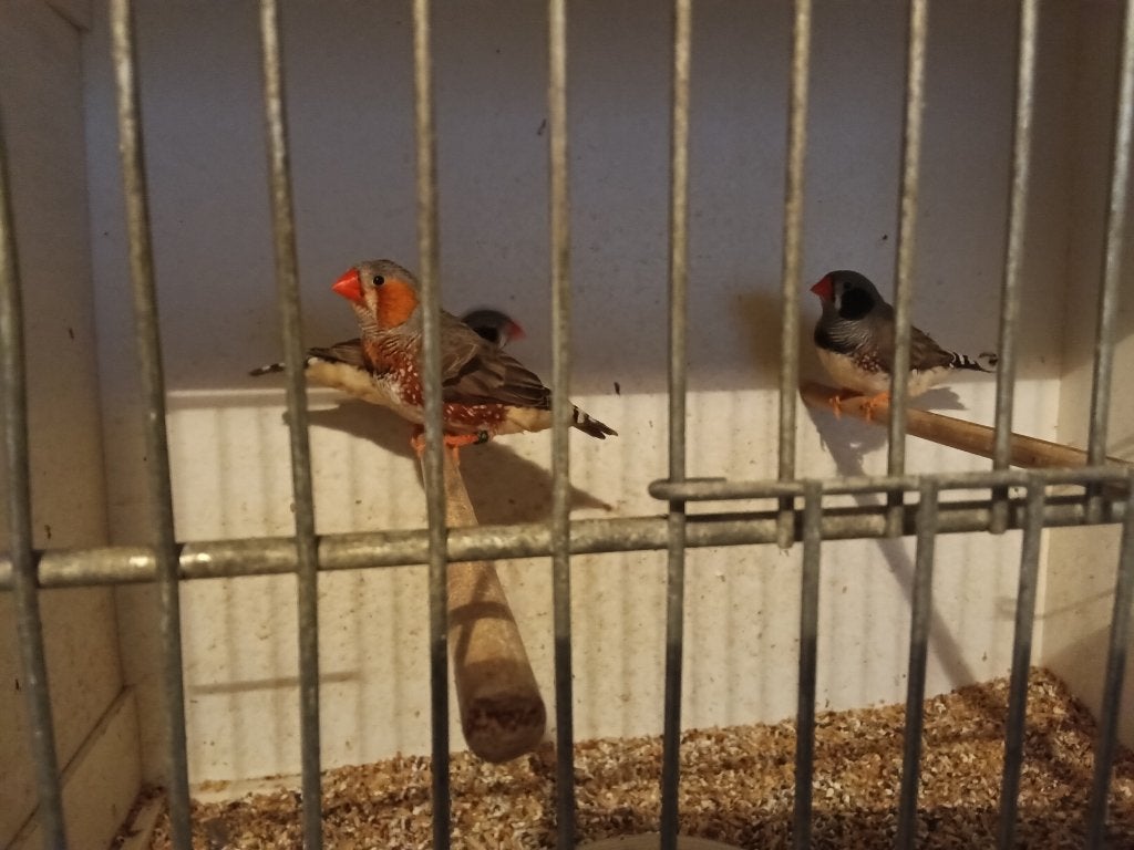 3 zebravink mannen 2026, Dieren en Toebehoren, Vogels | Overige Vogels, Mannelijk, Tropenvogel, Geringd