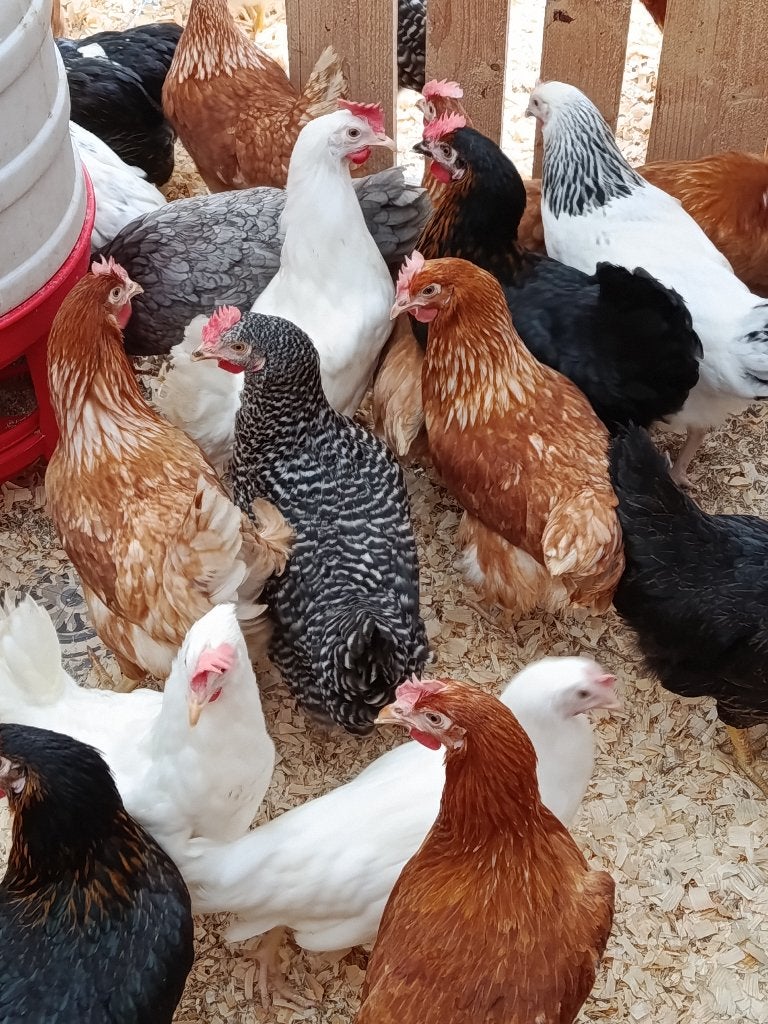 Volaille Bart ,qualiter premier place 0499/082381, Femelle, Poule ou poulet