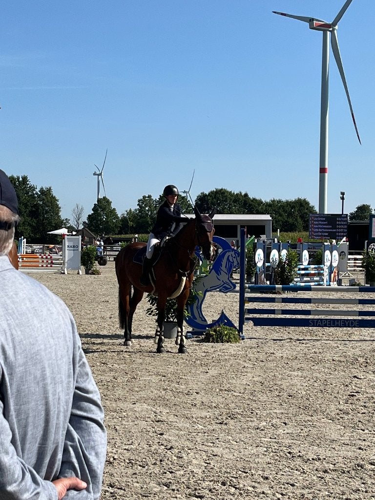 6 jarig springpaard te koop, Dieren en Toebehoren, Springpaard, Ruin, 3 tot 6 jaar, 160 tot 165 cm