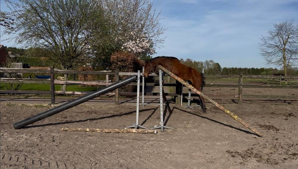 Chaudfontaine JL z merrie jaarling te koop, Dieren en Toebehoren, Paarden, Merrie, Springpaard, Met stamboom, 0 tot 2 jaar