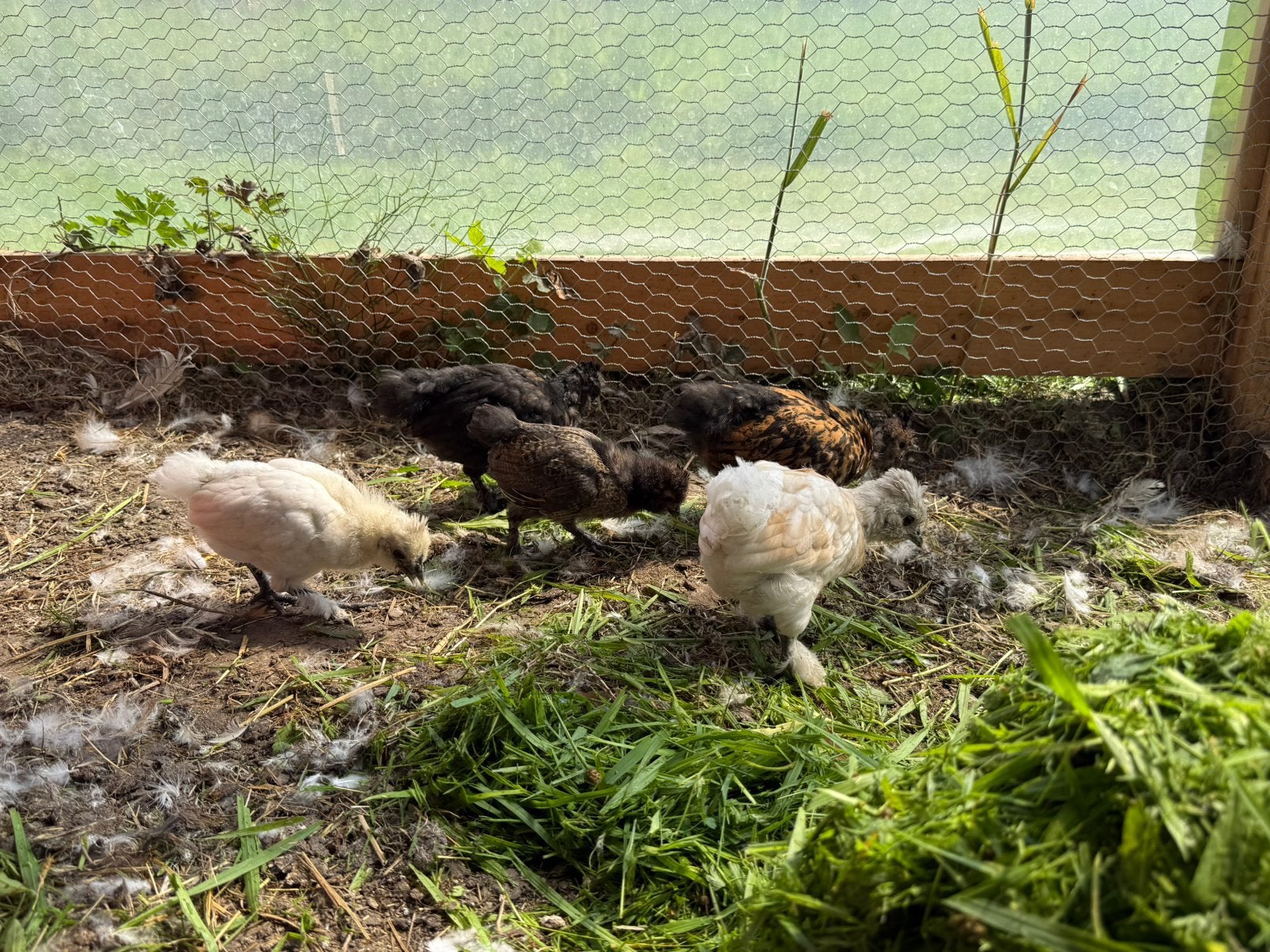Padua x zijdehoen kuikens, Dieren en Toebehoren, Pluimvee