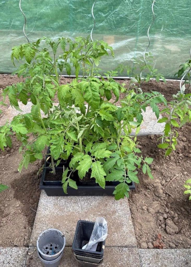 Diverse tomatensoorten, Ophalen, Volle zon, Groenteplanten, Eenjarig
