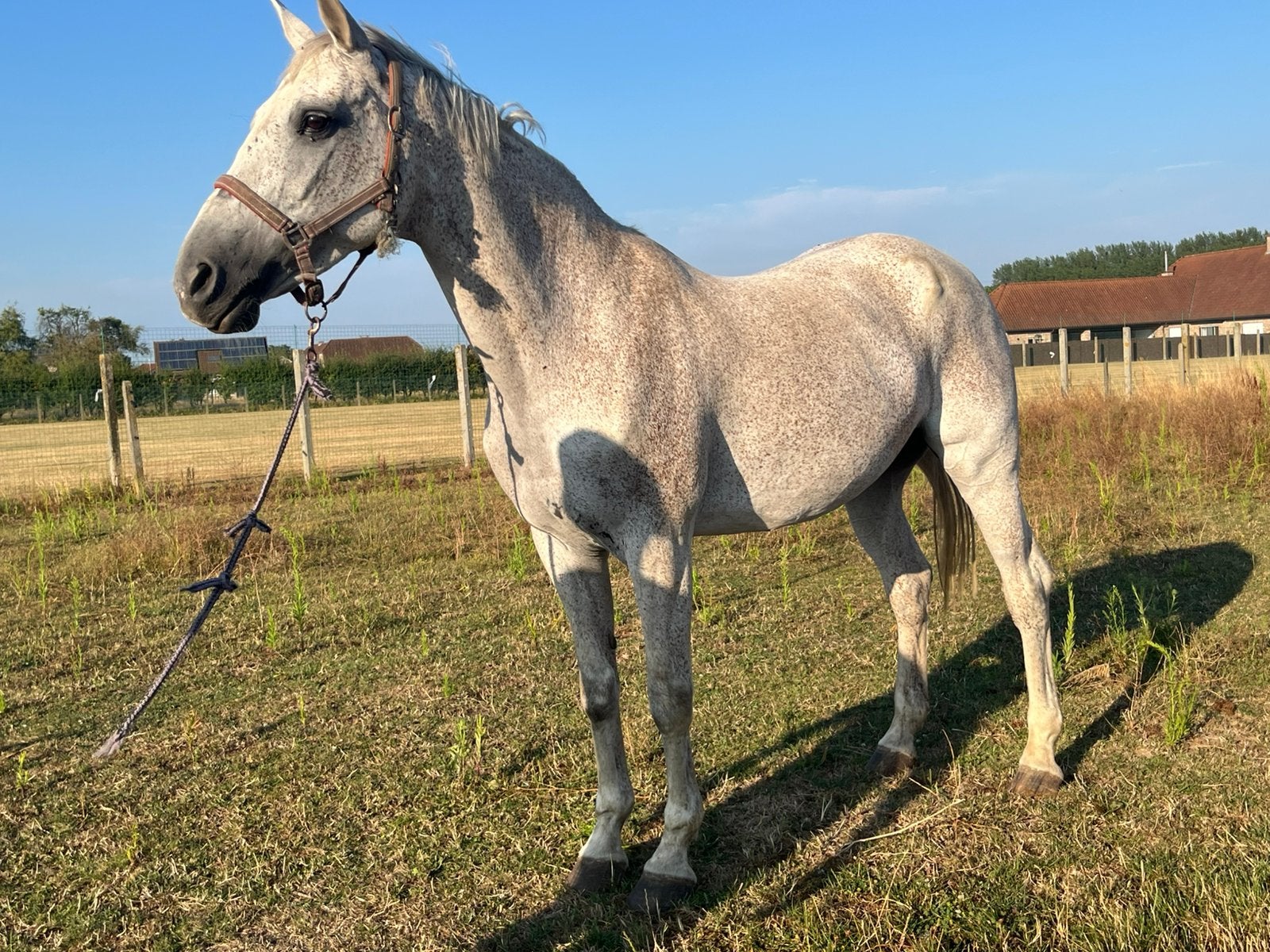Kweekmerrie Calvados x Feinschnitt x Lugano, Dieren en Toebehoren, Merrie, Springpaard, Met stamboom, 11 jaar of ouder