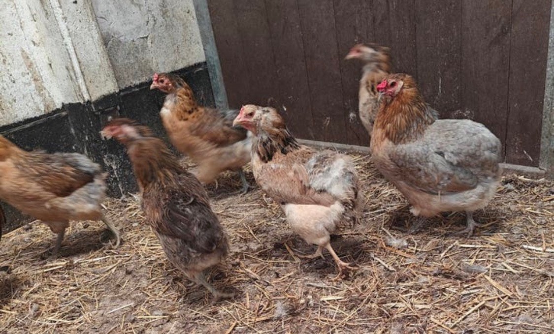 Broedeieren araucana, Dieren en Toebehoren, Geslacht onbekend, Kip