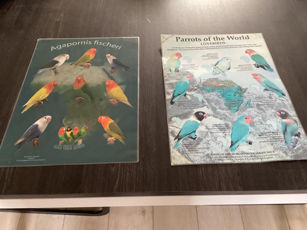 2 posters van Agapornis geplastificeerd, Dieren en Toebehoren, Dwergpapegaai of Agapornis