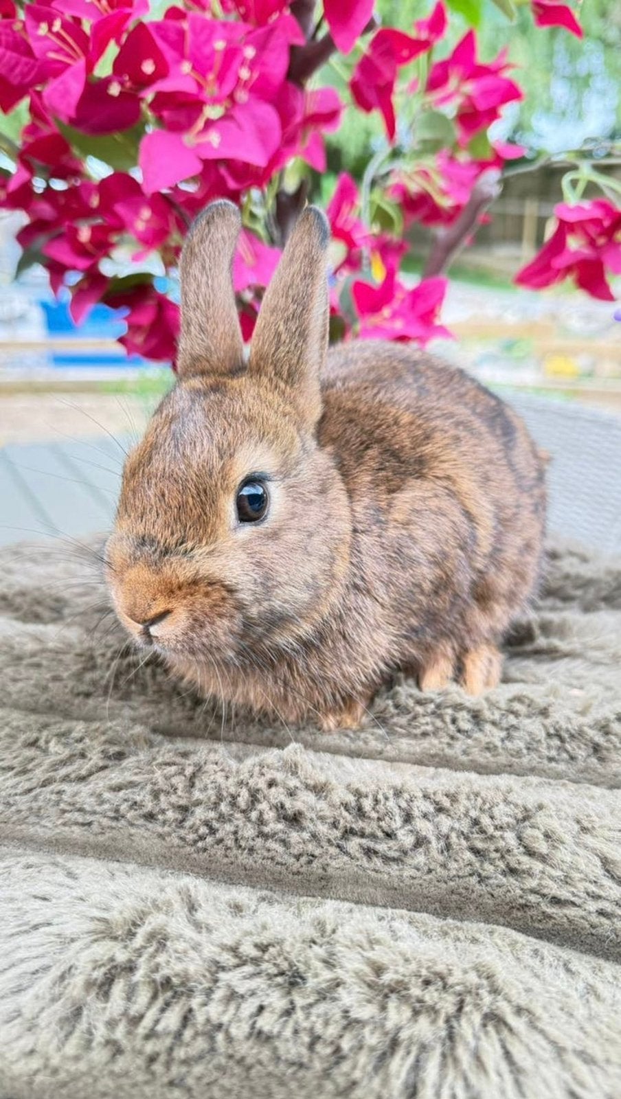 doux lapin à vendre