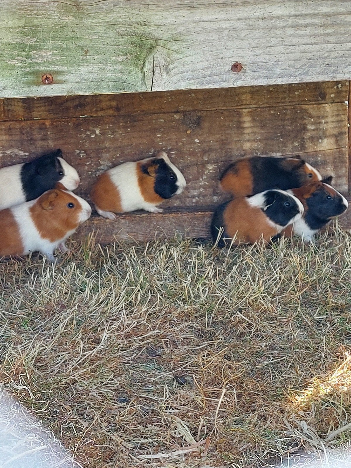 nog 3 baby cavia's 1 vrouwtje en 2 mannetjes, Dieren en Toebehoren, Juli, Cavia