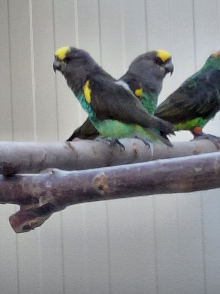 0-2 Meyer-papegaaien (Poicephalus Meyeri Damarensis) en een, Femelle, Perroquet, Bagué