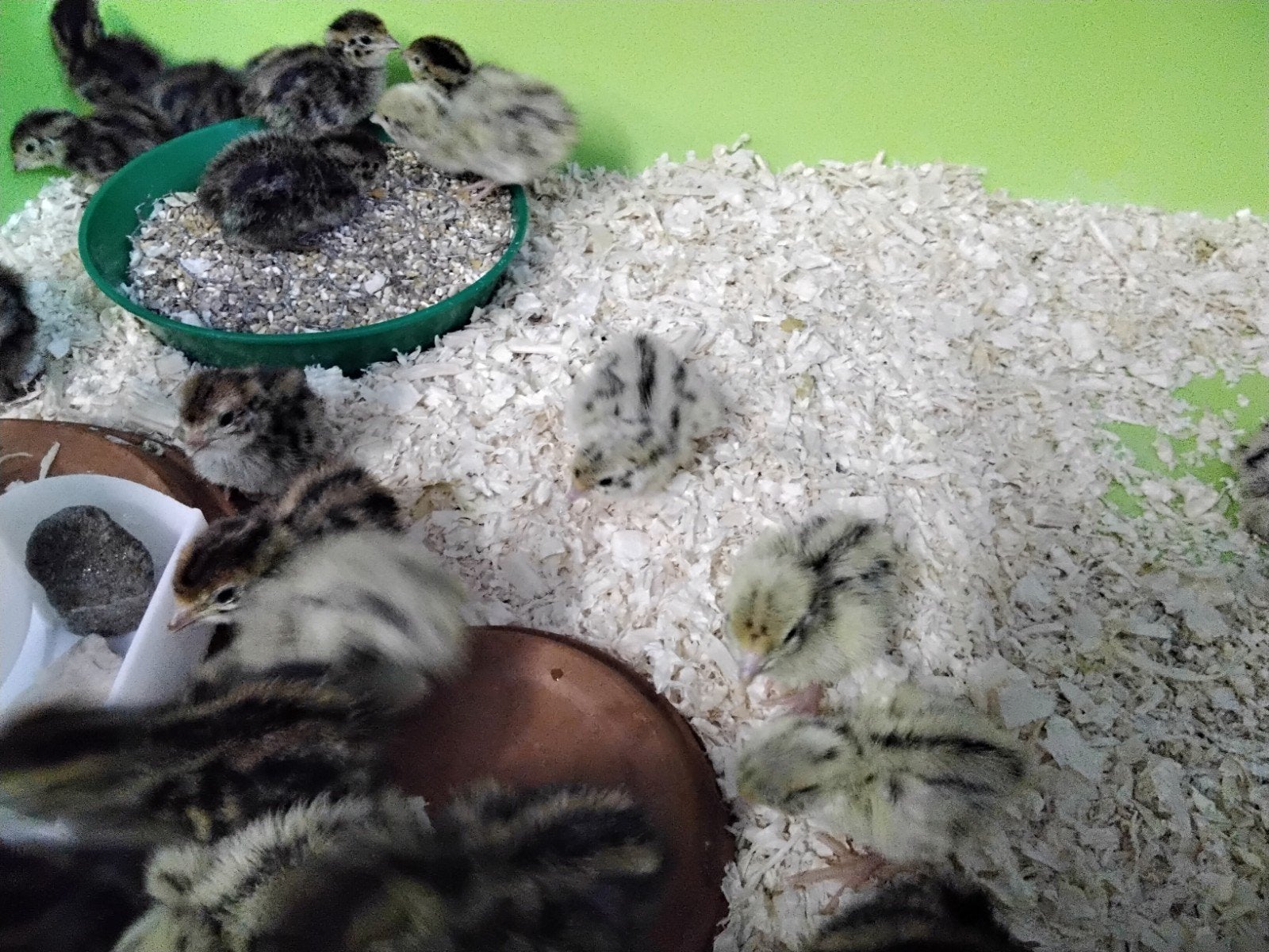 Chinese Dwergkwartels in verschillende kleuren., Dieren en Toebehoren, Pluimvee