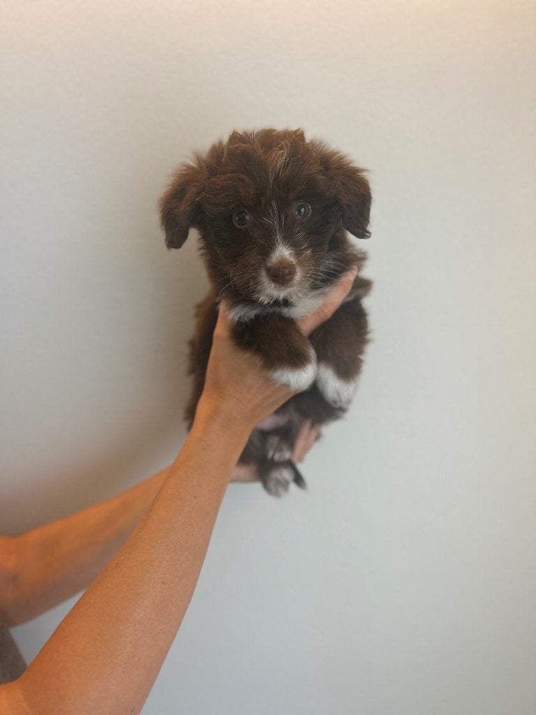 Chiot berger australien (femelle), Animaux & Accessoires, Maladie de Carré (chiens), Plusieurs, Belgique, Berger