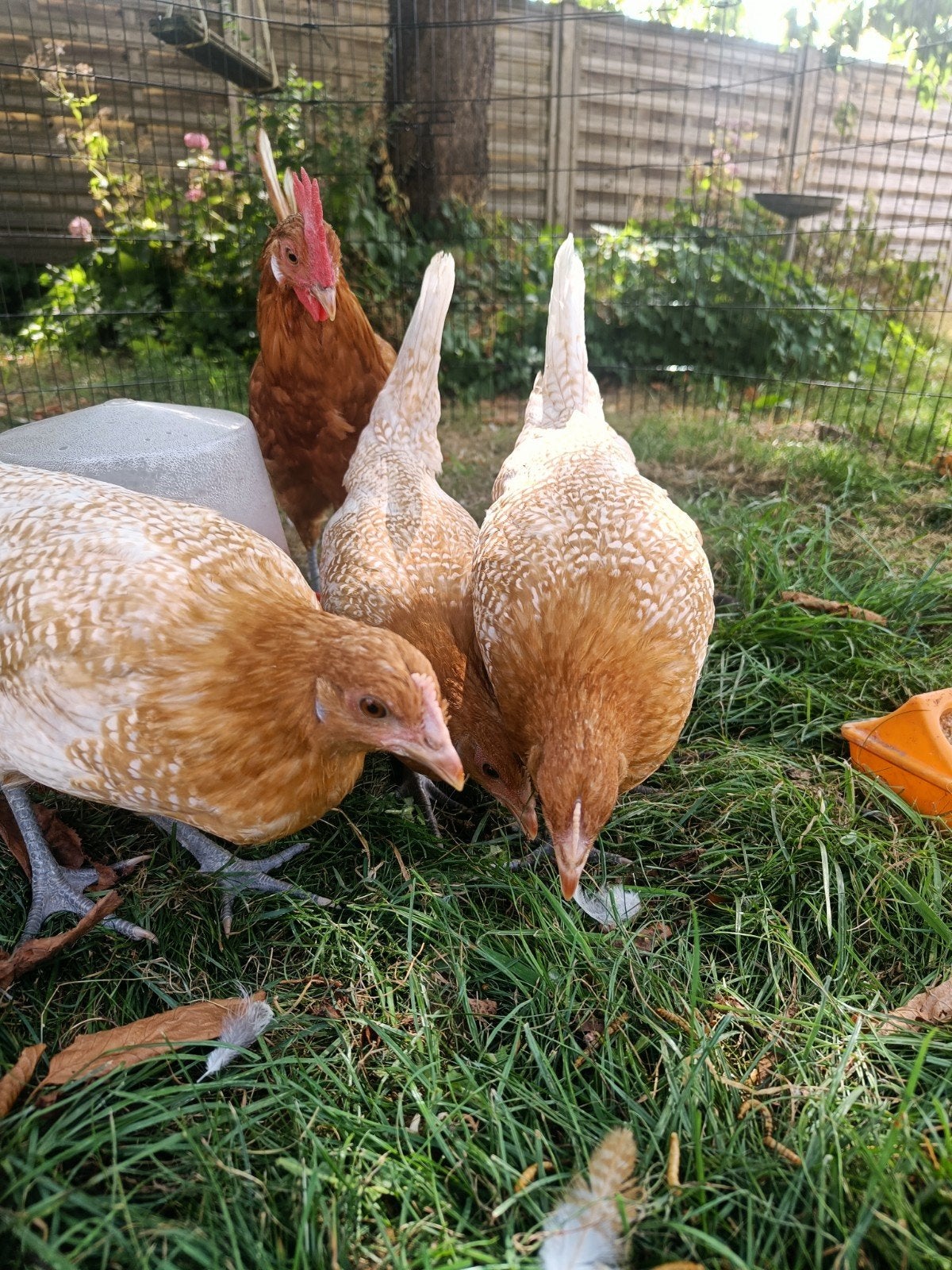 Kwartet Fries Hoen geel-witpel, Dieren en Toebehoren, Vrouwelijk, Kip
