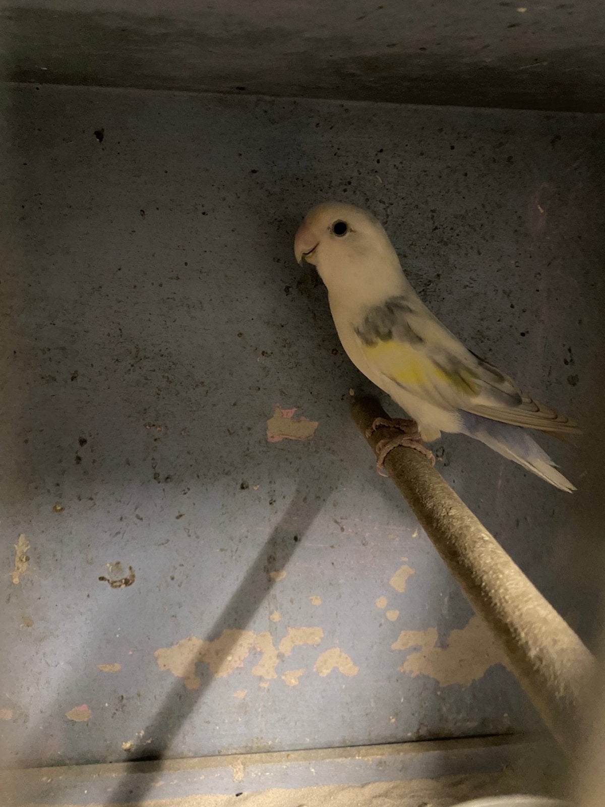 0-1 kweekrijpe fischeri agapornis, dwergpapegaai, Dieren en Toebehoren, Vogels | Parkieten en Papegaaien, Mannelijk, Dwergpapegaai of Agapornis