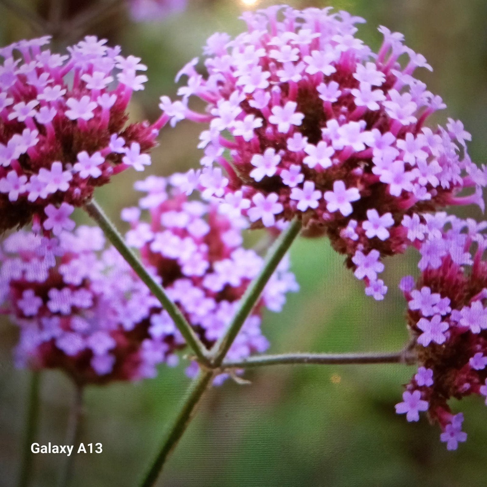 Verbena 2 jarige plant, Ophalen