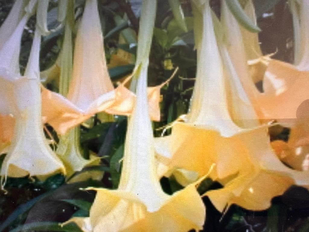 Brugmansia/Engelentrompet (Charles Grinaldi), Tuin en Terras, Planten | Tuinplanten, Ophalen