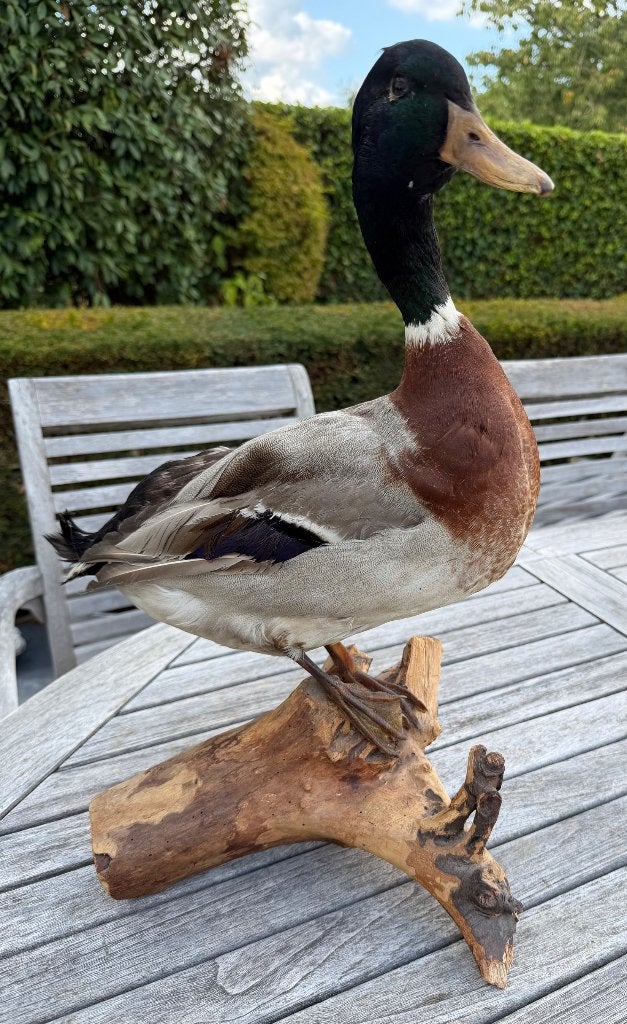 Opgezette eend, Collections, Collections Animaux, Enlèvement, Oiseaux