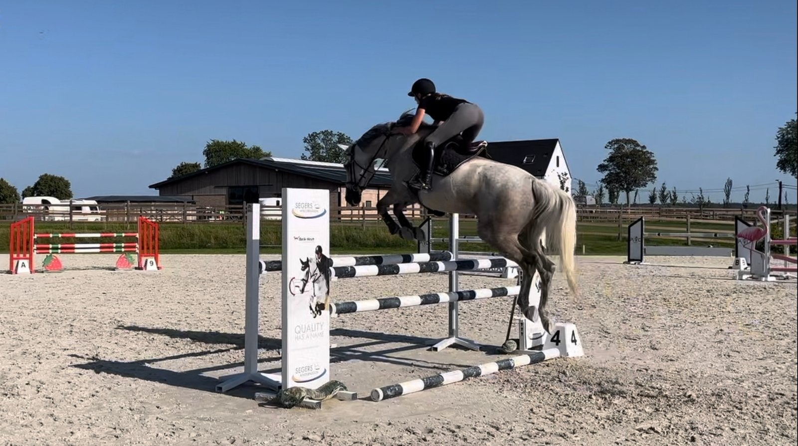 Fokmerrie (Chatman x Lucky Boy), Z