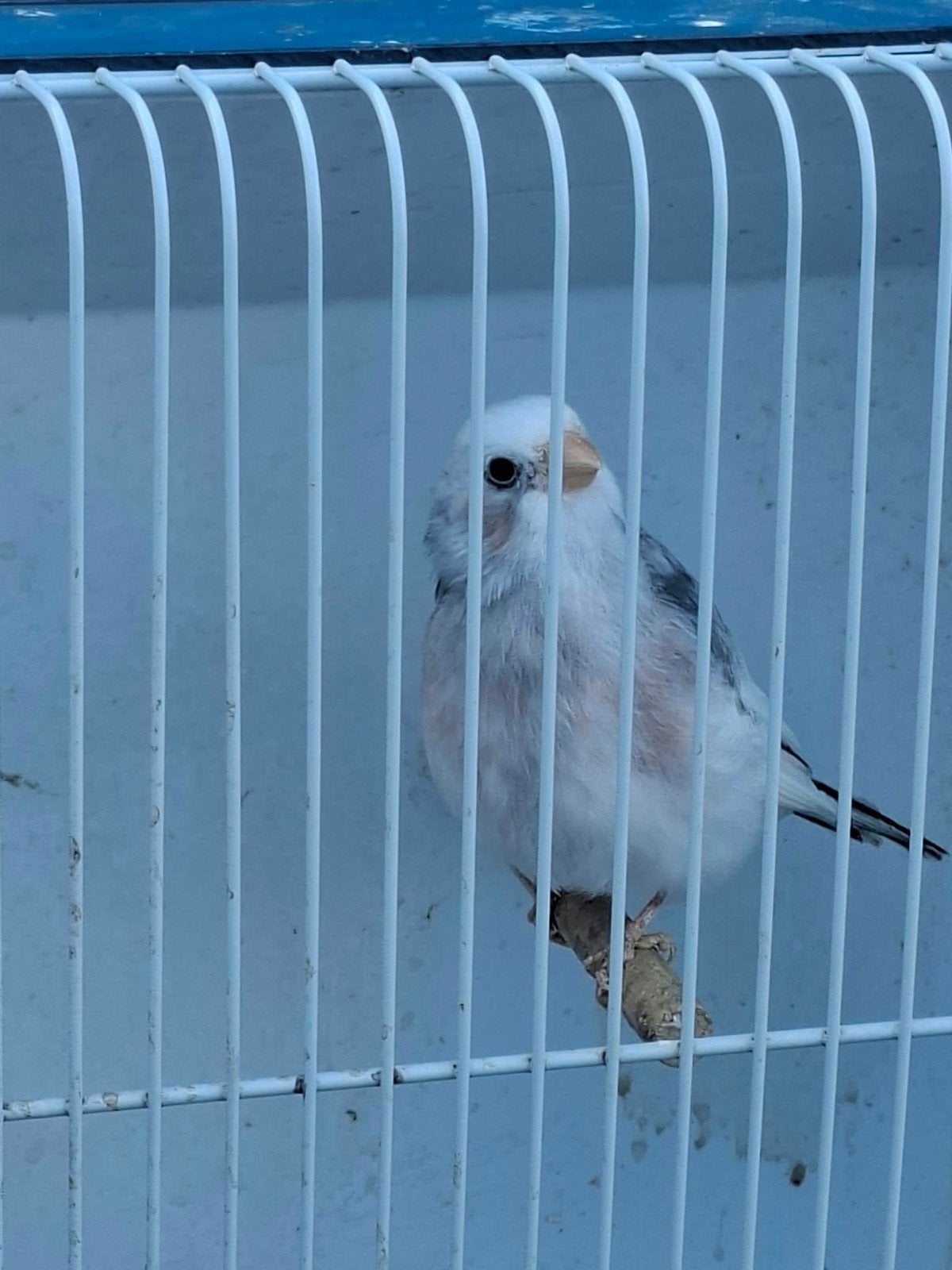 mooi koppel onverwante bonte goudvinken 2026, Dieren en Toebehoren, Meerdere dieren, Wildzangvogel, Geringd