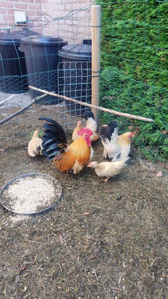 Chabo te koop, Dieren en Toebehoren, Pluimvee, Meerdere dieren, Kip