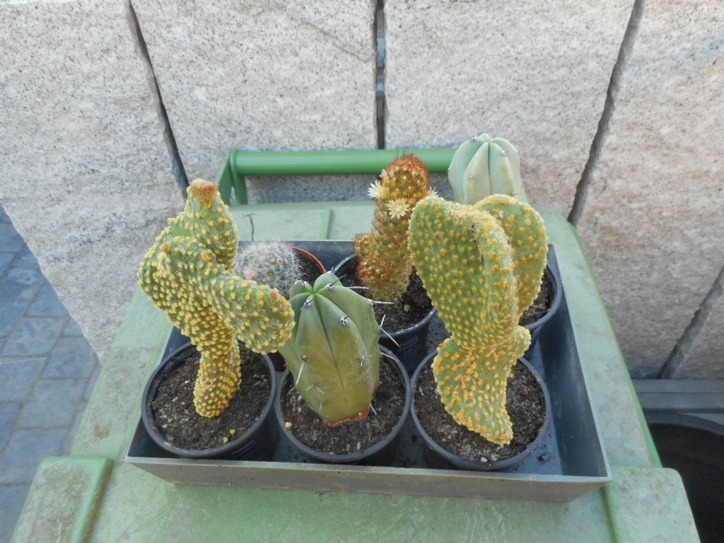 Planten, Ophalen of Verzenden, Vaste plant, Overige soorten, Volle zon