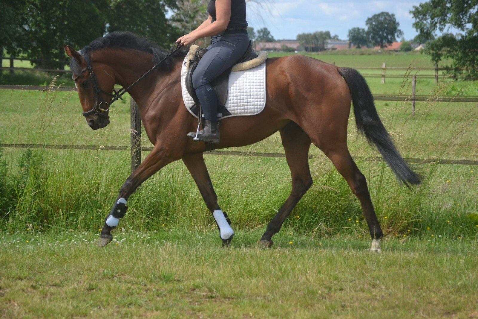 Leuke fijne te rijden merrie, Dieren en Toebehoren, Merrie