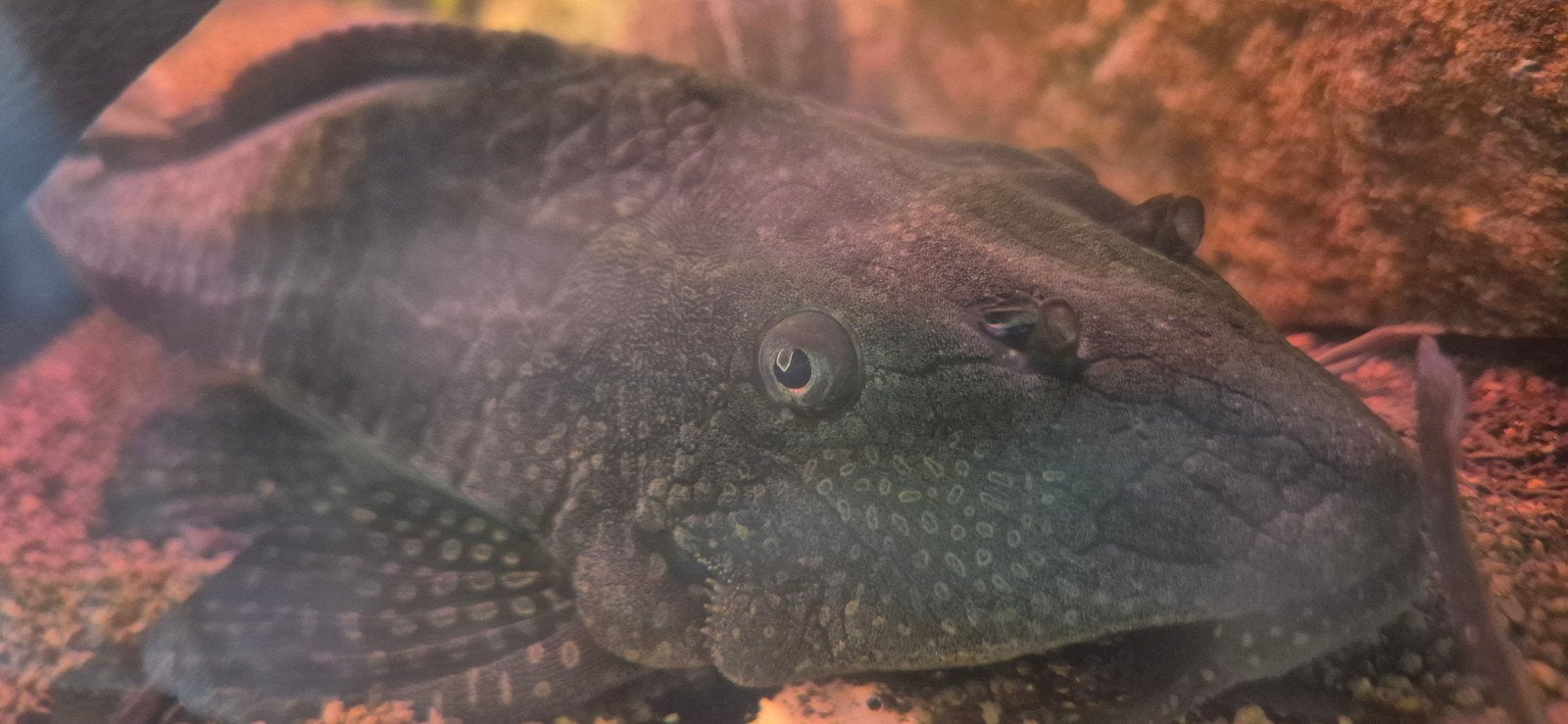 pleco, Dieren en Toebehoren, Vis, Zoetwatervis